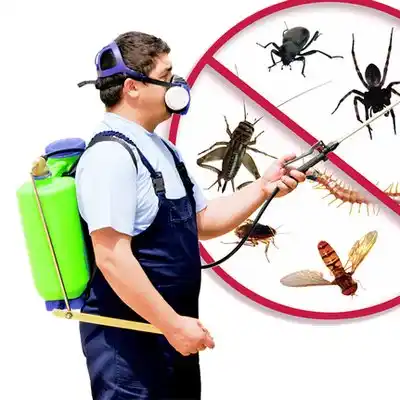pest control Mexico